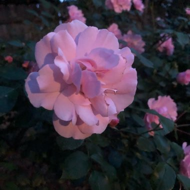 J's garden