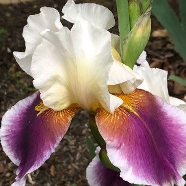 J's garden