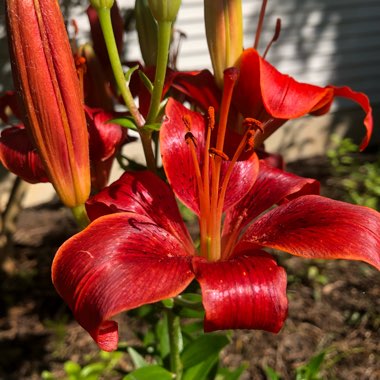 J's garden