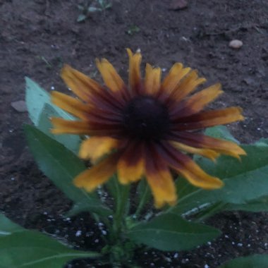 J's garden