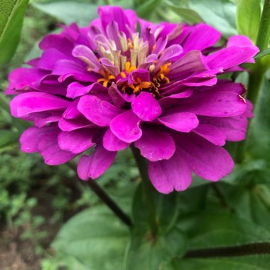 J's garden