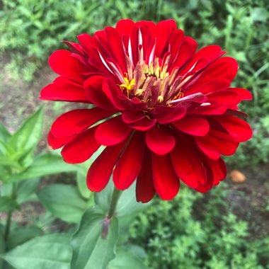 J's garden