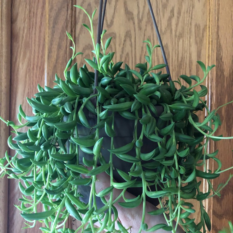 plant image 1006887