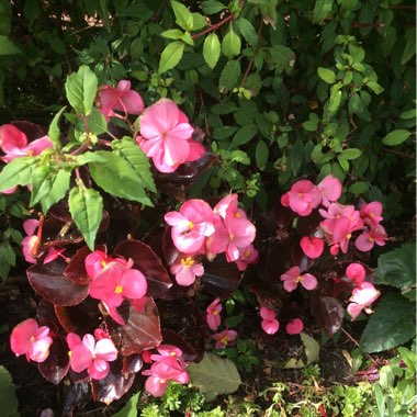 Tuberous Begonia