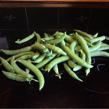 Dwarf Pea