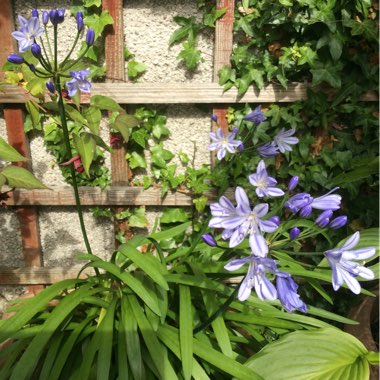 African Lily