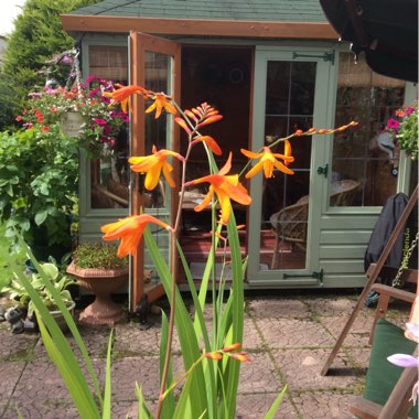 Montbretia