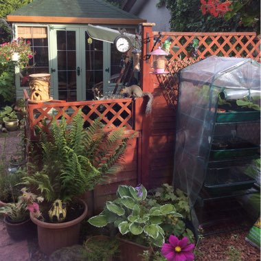 Audrey's garden