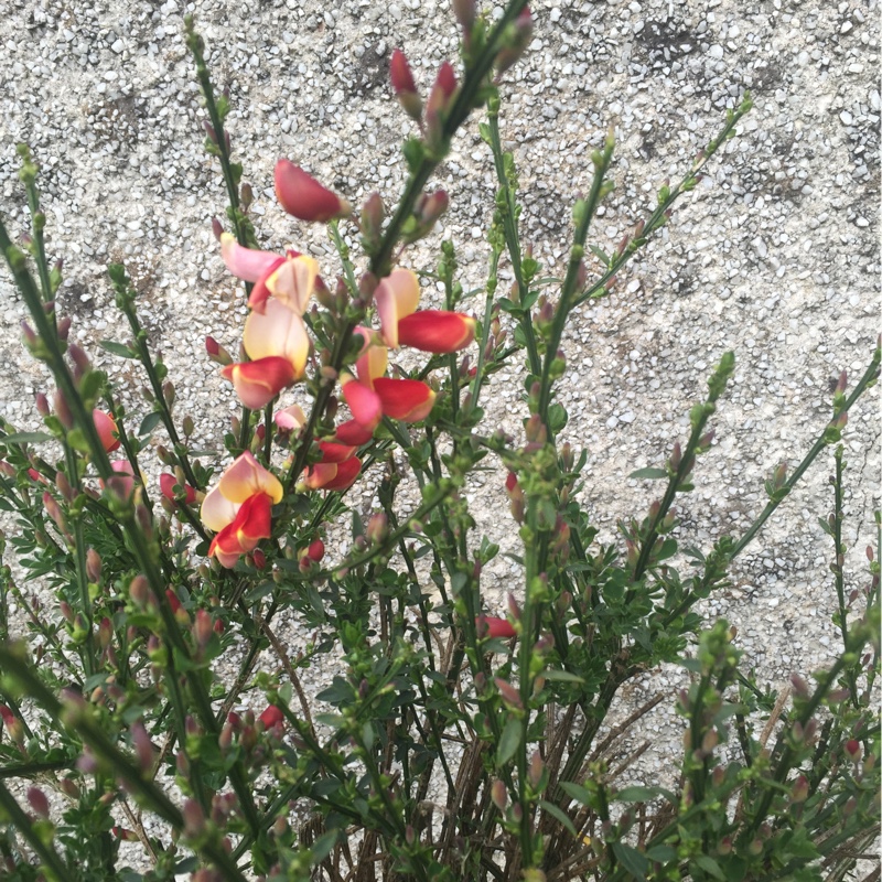 Plant image Cytisus 'Palette'