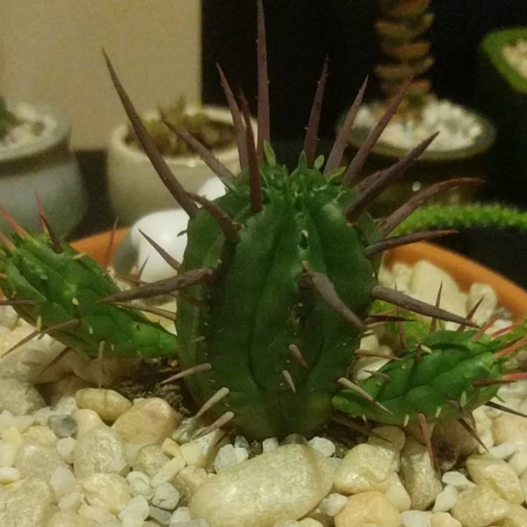 plant image 904507
