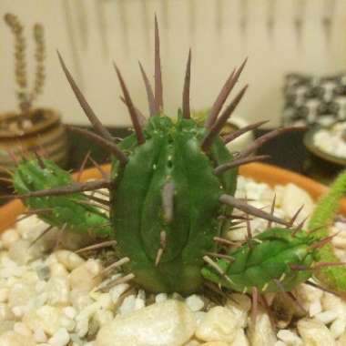 Euphorbia ferox 'Marloth'