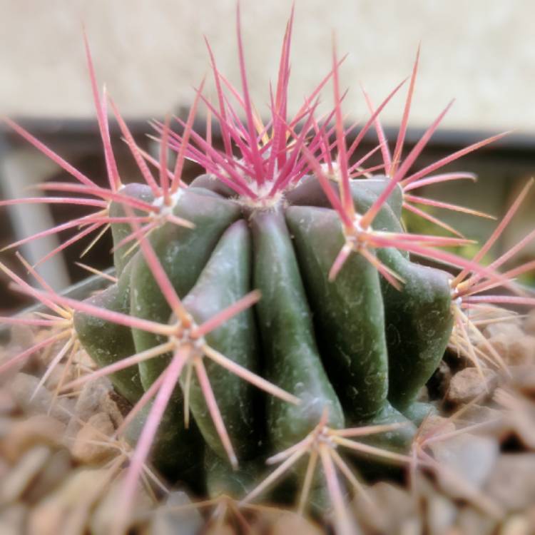 Plant image Ferocactus Stanesii syn. Ferocactus stainesii : Ferocactus pilosus ; Ferocactus pringlei