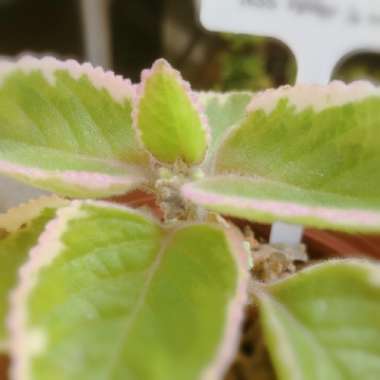 Plectranthus tomentosa