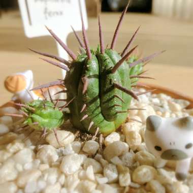 Euphorbia ferox 'Marloth'