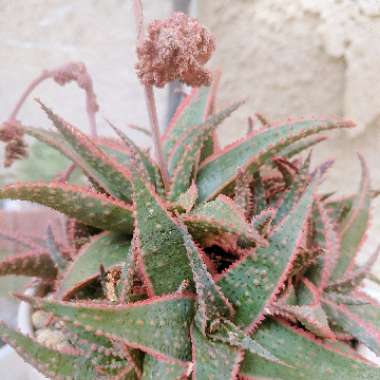 Aloe 'Christmas Carol'