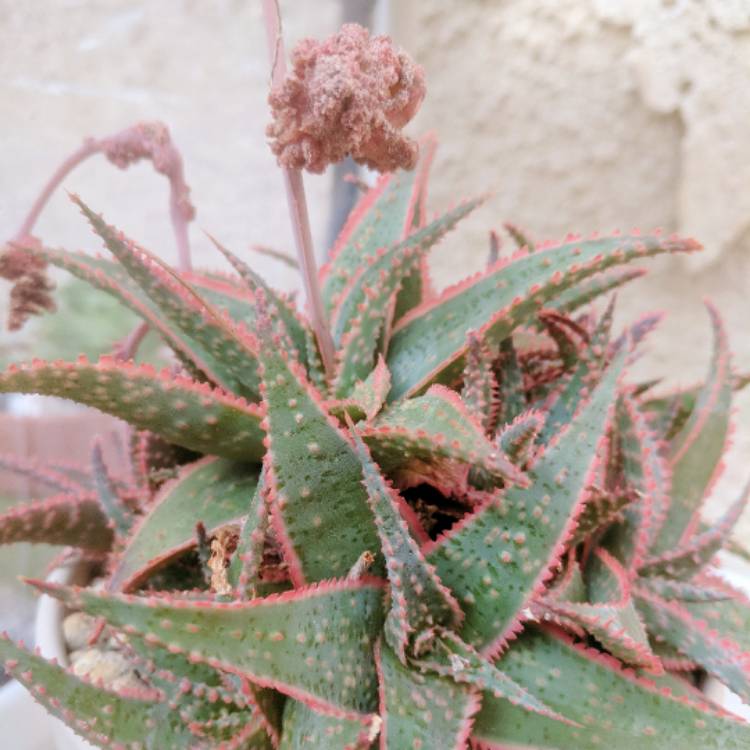 Plant image Aloe 'Christmas Carol'