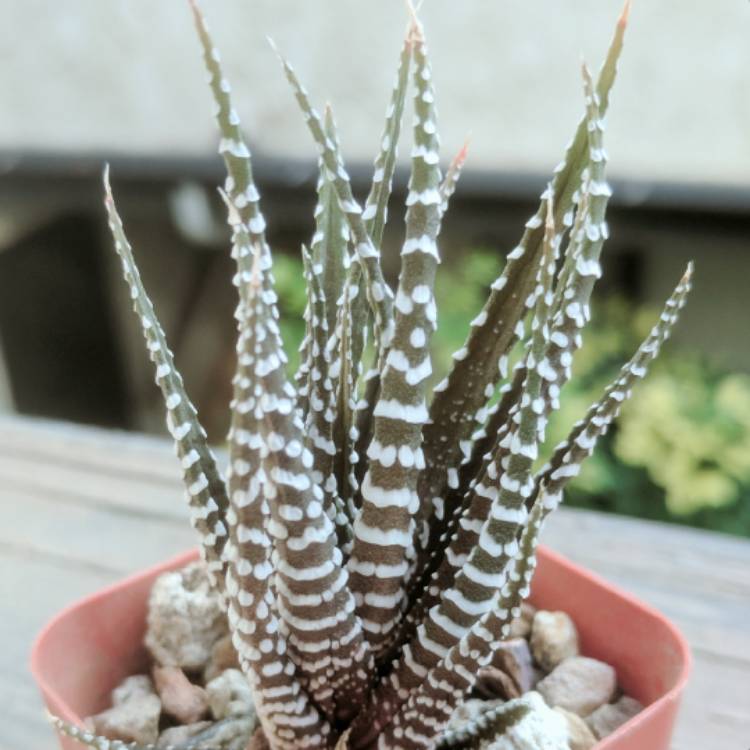 plant image 906180