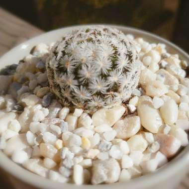 Feather Cactus