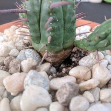 pincushion