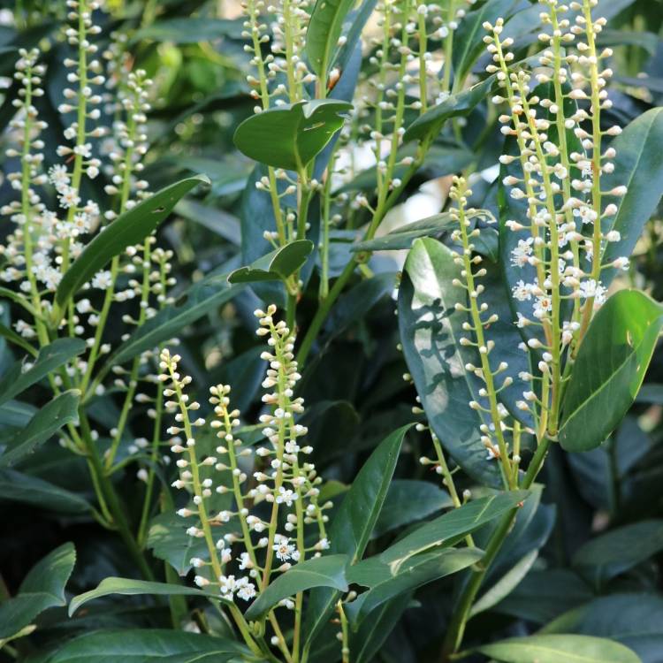plant image 1000454
