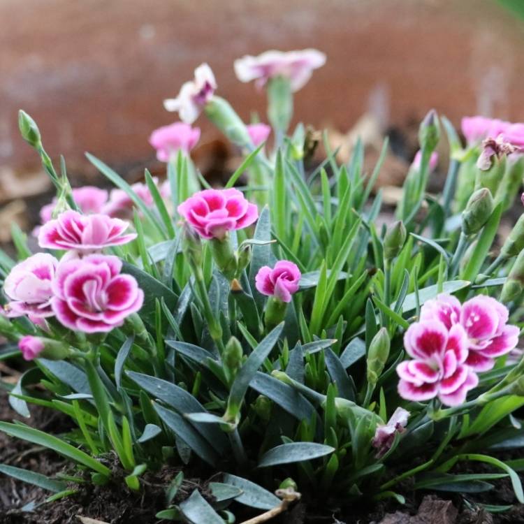 Plant image Dianthus 'Pink Kisses'