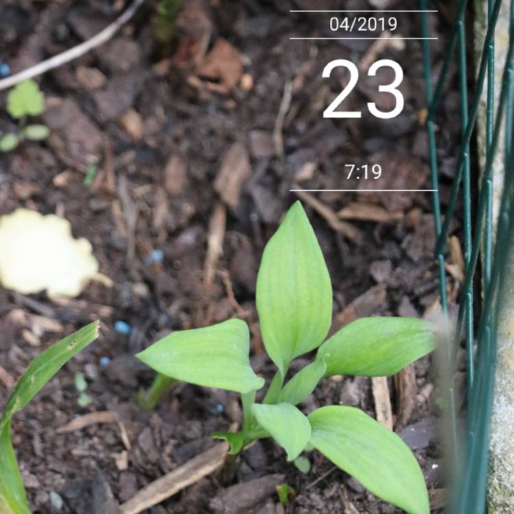 plant image 1007360
