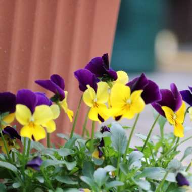 Viola cornuta 'Penny™ Yellow Jump Up'