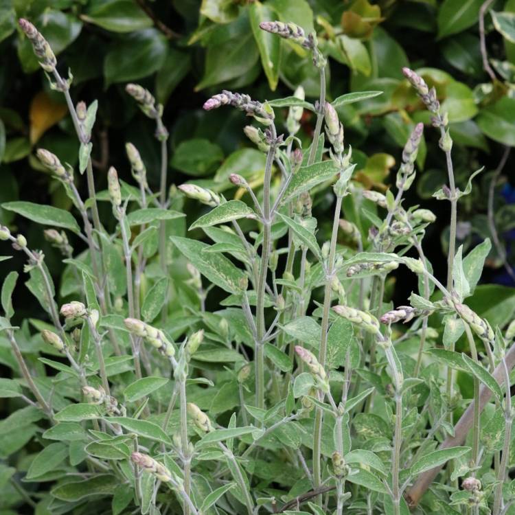 Plant image Salvia officinalis 'Purpurascens'