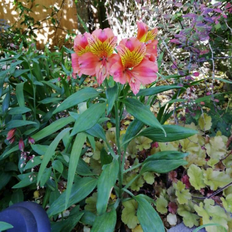 plant image 1072882