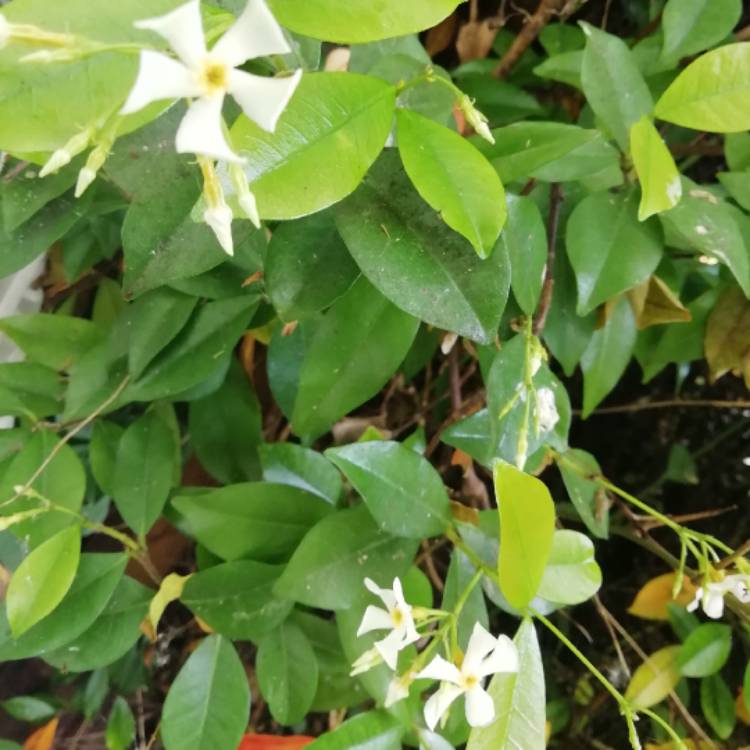 plant image 1076276 plant image 1076276