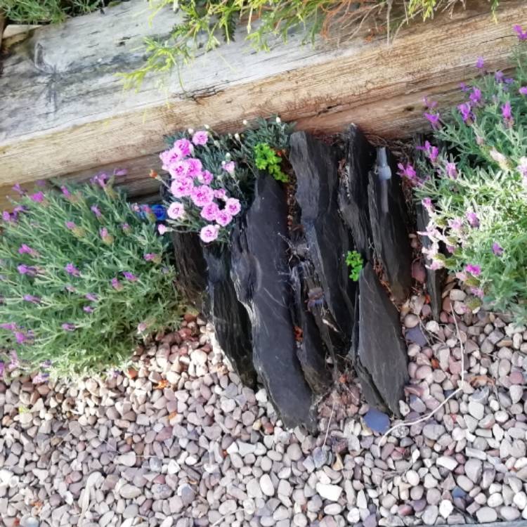 plant image 1079022 plant image 1079022