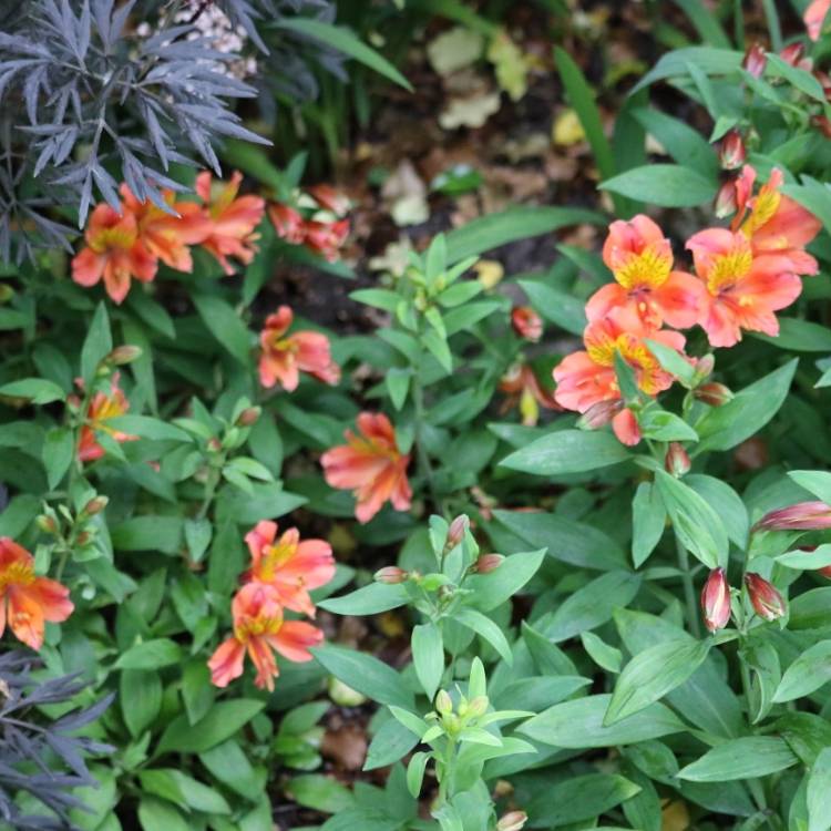 plant image 1093921