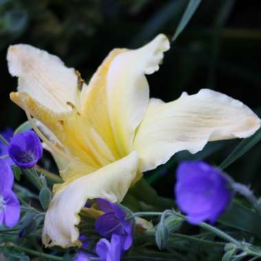 Hemerocallis 'Artist Etching'