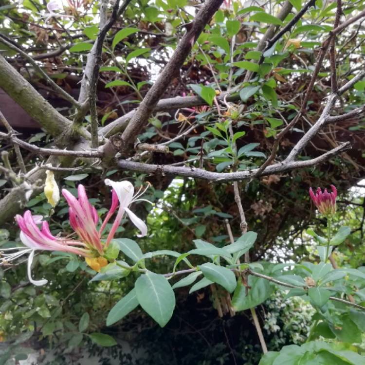 Plant image Lonicera periclymenum 'Belgica Select'