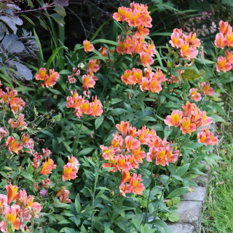 plant image 1119526