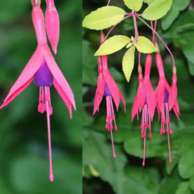 Fuchsia 'Genii'