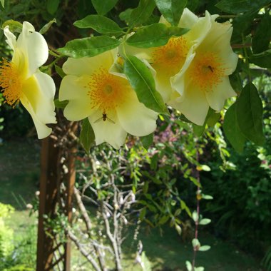 Rosa 'Keith Maughan'
