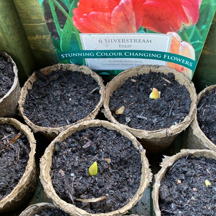 plant image 1211566 plant image 1211566