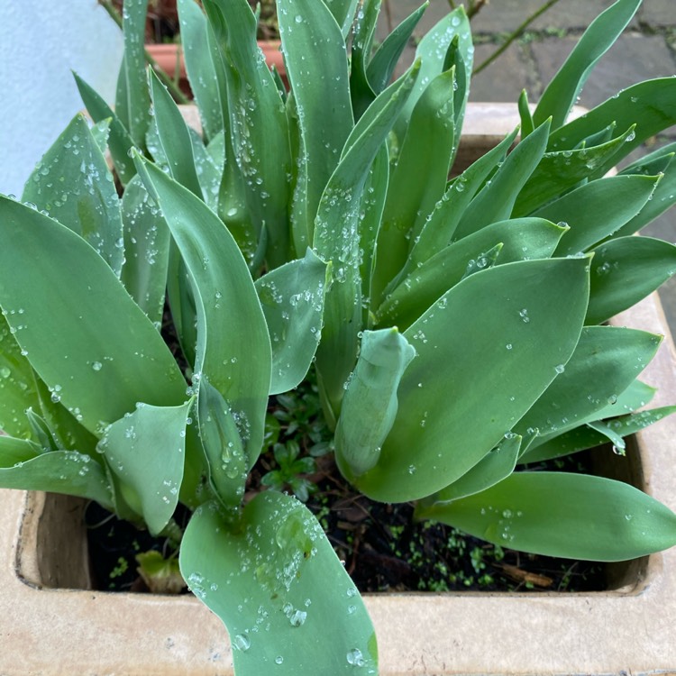 plant image 1233534 plant image 1233534