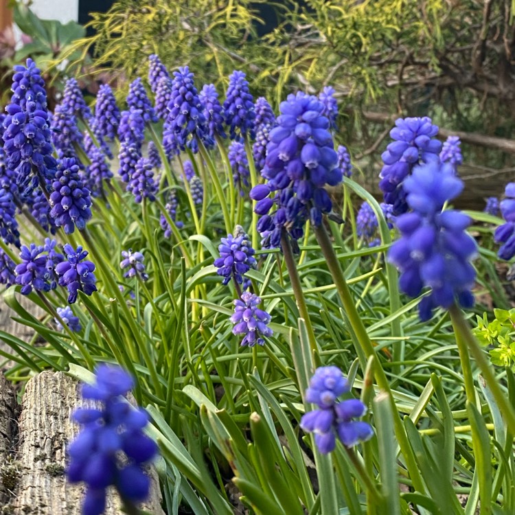 plant image 1255611