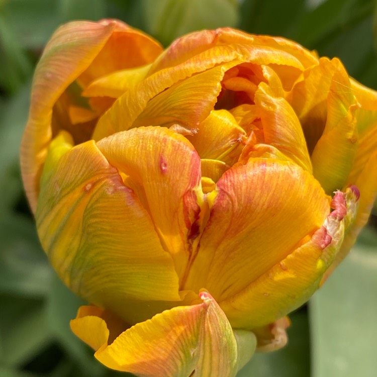 plant image 1260281 plant image 1260281