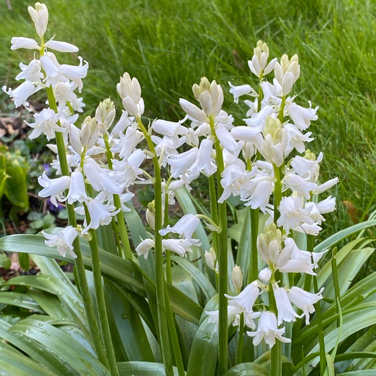 Plant image Hyacinthus orientalis 'Gypsy Princess'