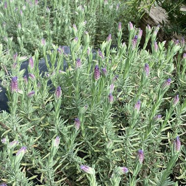 Lavandula stoechas