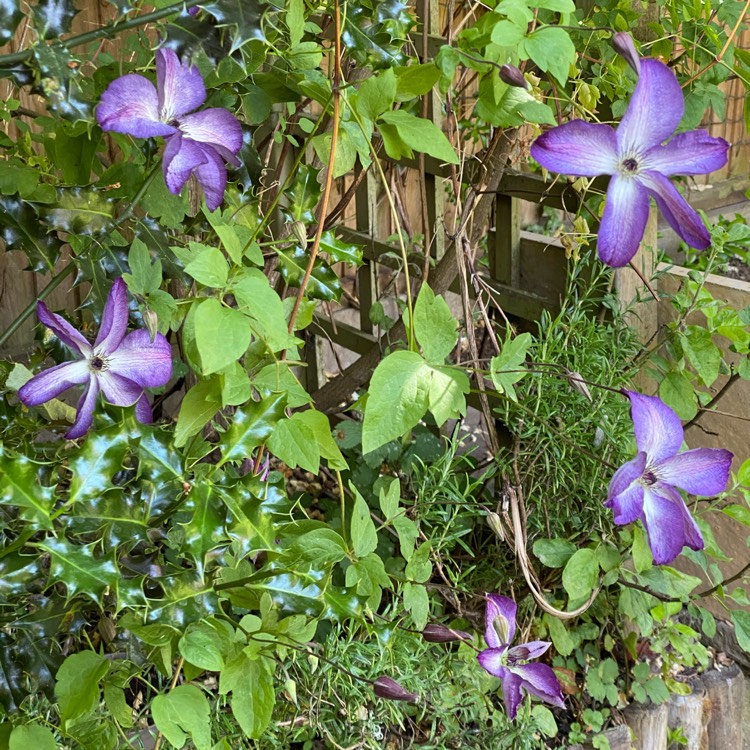 plant image 1319604 plant image 1319604