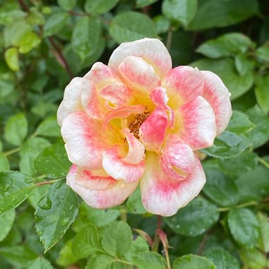 Rosa 'The Children's Rose'
