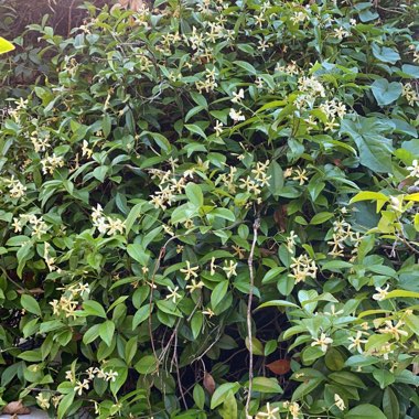 Trachelospermum jasminoides 'Selbra' syn. Trachelospermum jasminoides 'Star Of Toscana'