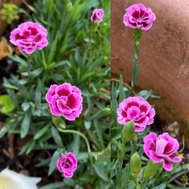 Dianthus 'Pink Kisses'