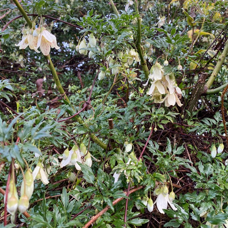 Plant image Clematis cirrhosa var. balearica