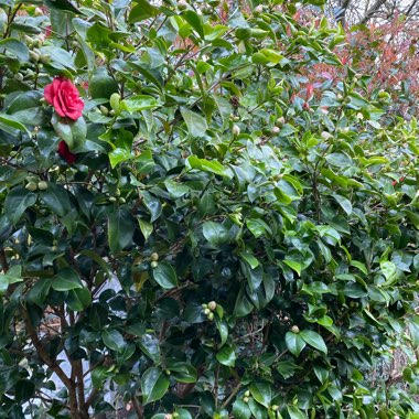 Camellia