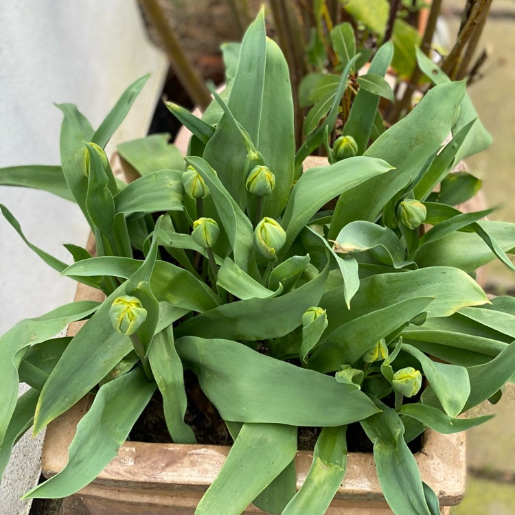 plant image 1455395 plant image 1455395